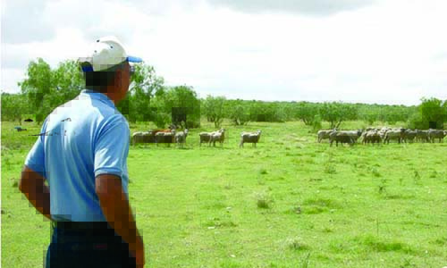 Texan shepherd relates to nativity