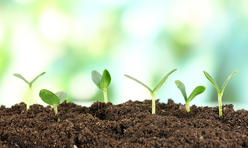 You are the seed