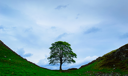 Up On A Sycamore Tree