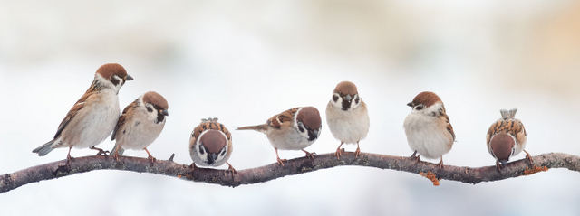You are worth more than many sparrows