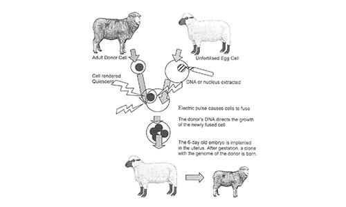 Embryonic stem cell research and human cloning