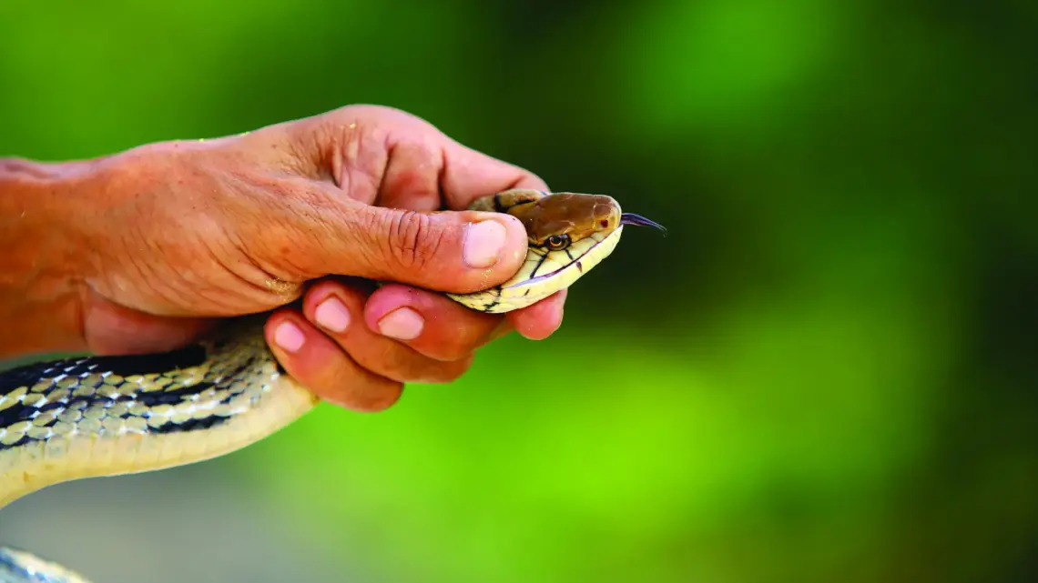 Should all disciples handle poisonous snakes?