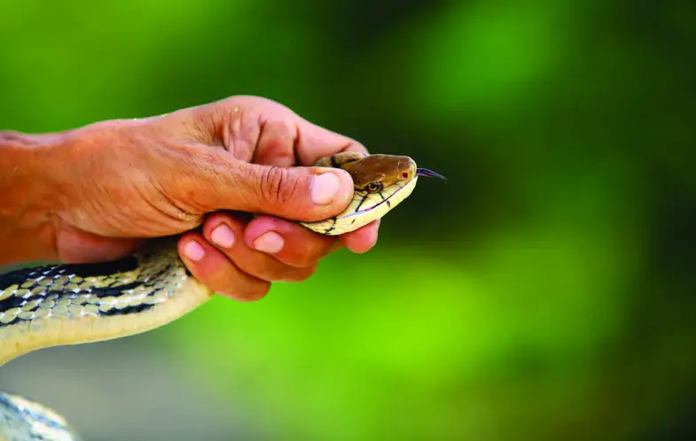 Should all disciples handle poisonous snakes?
