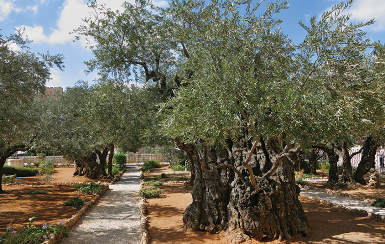 The Garden of Gethsemane