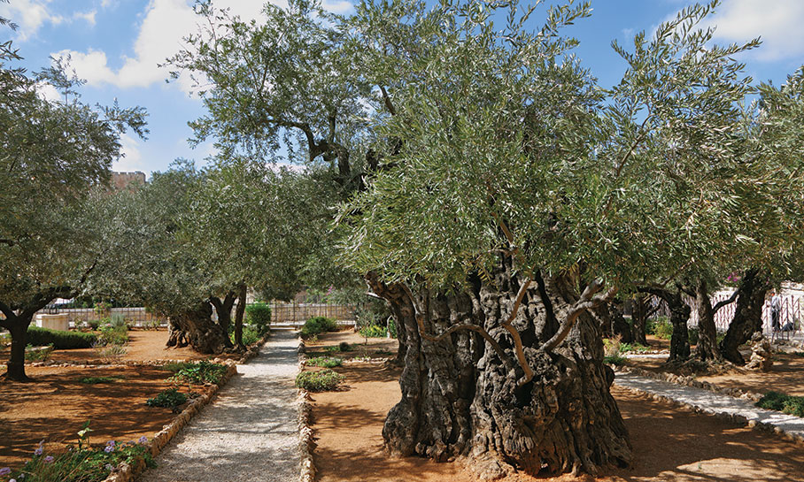 The Garden of Gethsemane