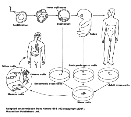 Why human stem cells should concern us