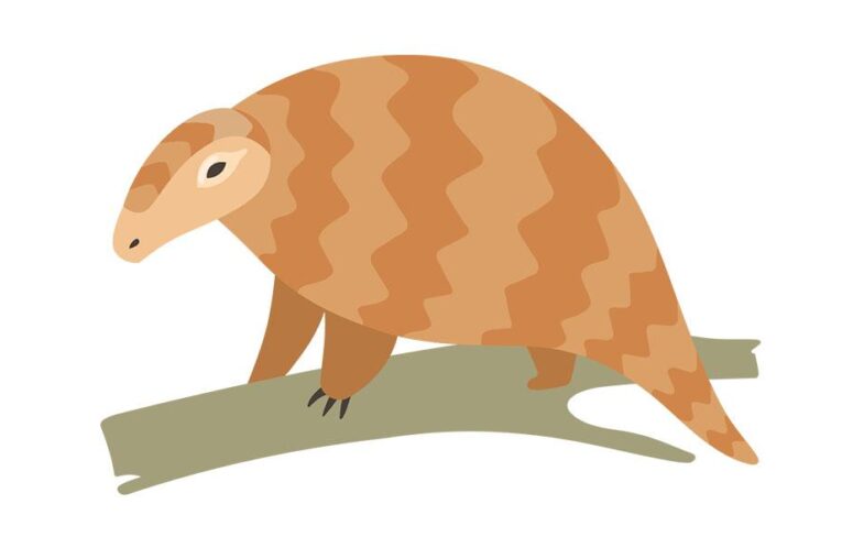 Look, it’s a pangolin! On attentiveness and wonder for creation