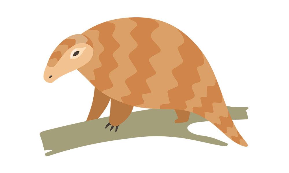 Look, it’s a pangolin! On attentiveness and wonder for creation