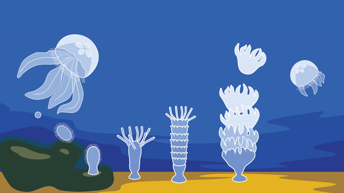 All (Sea) Creatures of Our God and King: Playing hide and seek with God