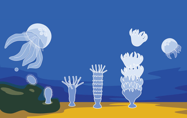 All (Sea) Creatures of Our God and King: Playing hide and seek with God