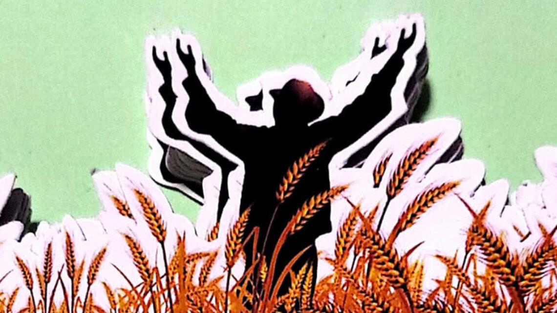 Towards Harvest 2024