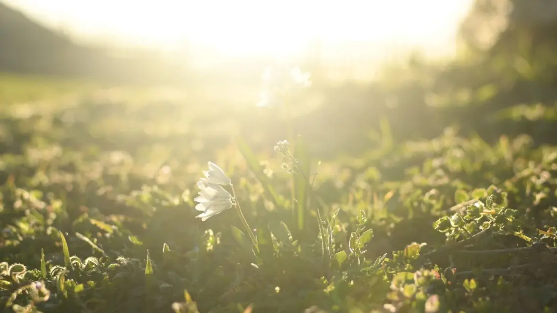 The transforming power of worship: Seeing God with renewed minds