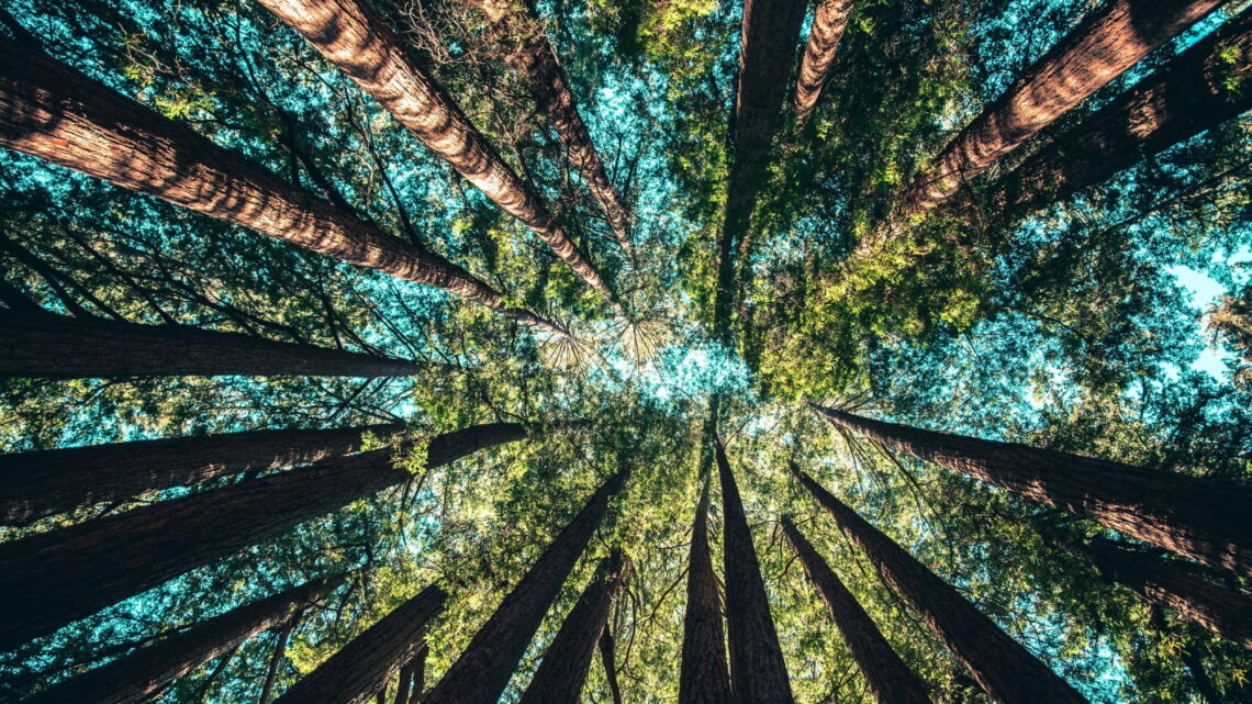Stewardship not ownership: A Christian vision for creation
