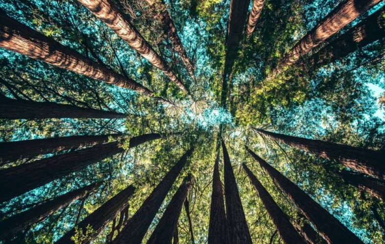 Stewardship not ownership: A Christian vision for creation